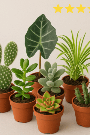 Rare Succulent & Foliage Plant Collection